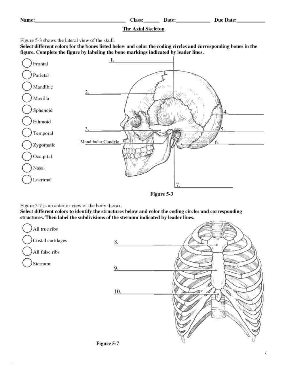 Skeletal System Diagram Human Skeletal System Labeled Diagram Diagram Of Anatomy