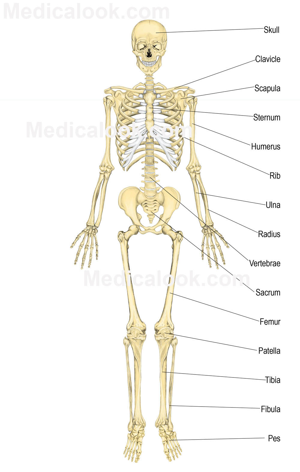 Skeletal System Diagram Skeletal System Human Anatomy