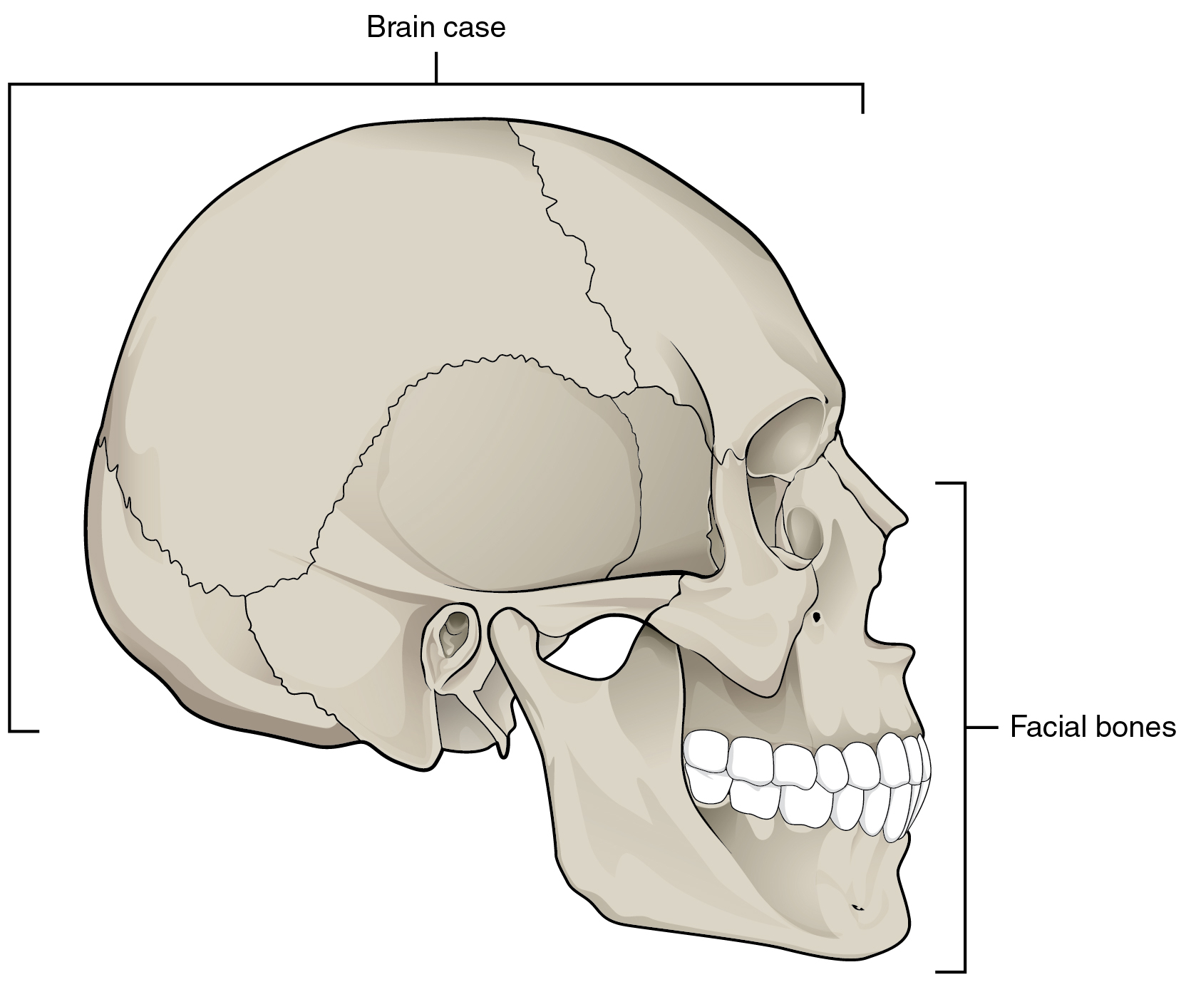 Skull Bones Diagram 72 The Skull Anatomy And Physiology