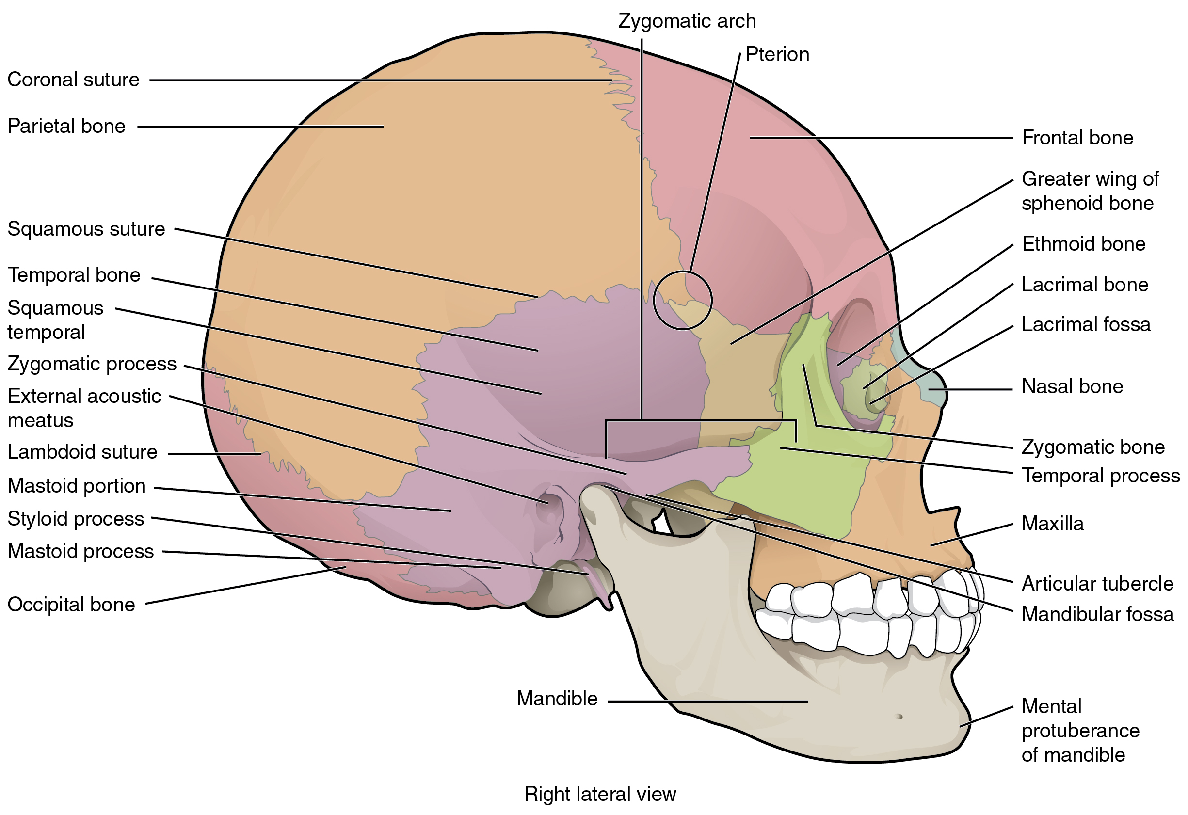 Skull Bones Diagram 72 The Skull Anatomy And Physiology