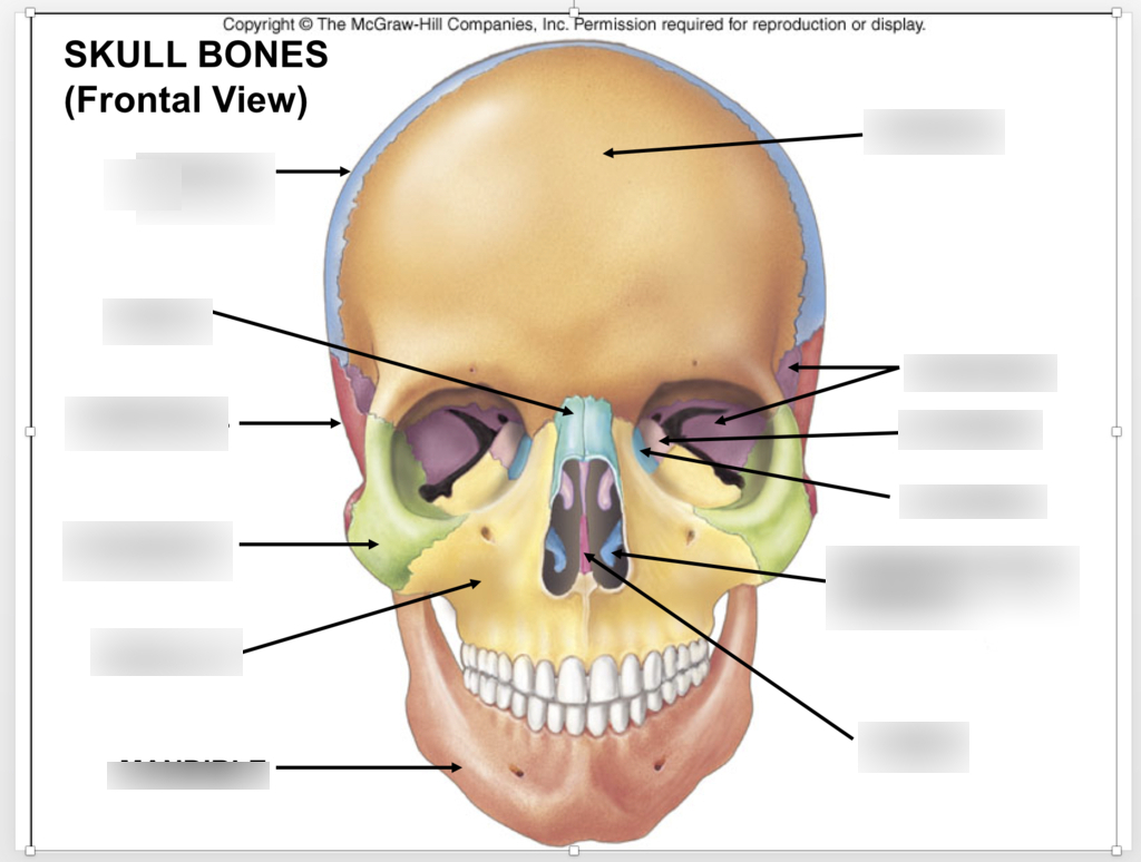 Skull Bones Diagram Ap Lab Skull Bones Frontal View Diagram Quizlet