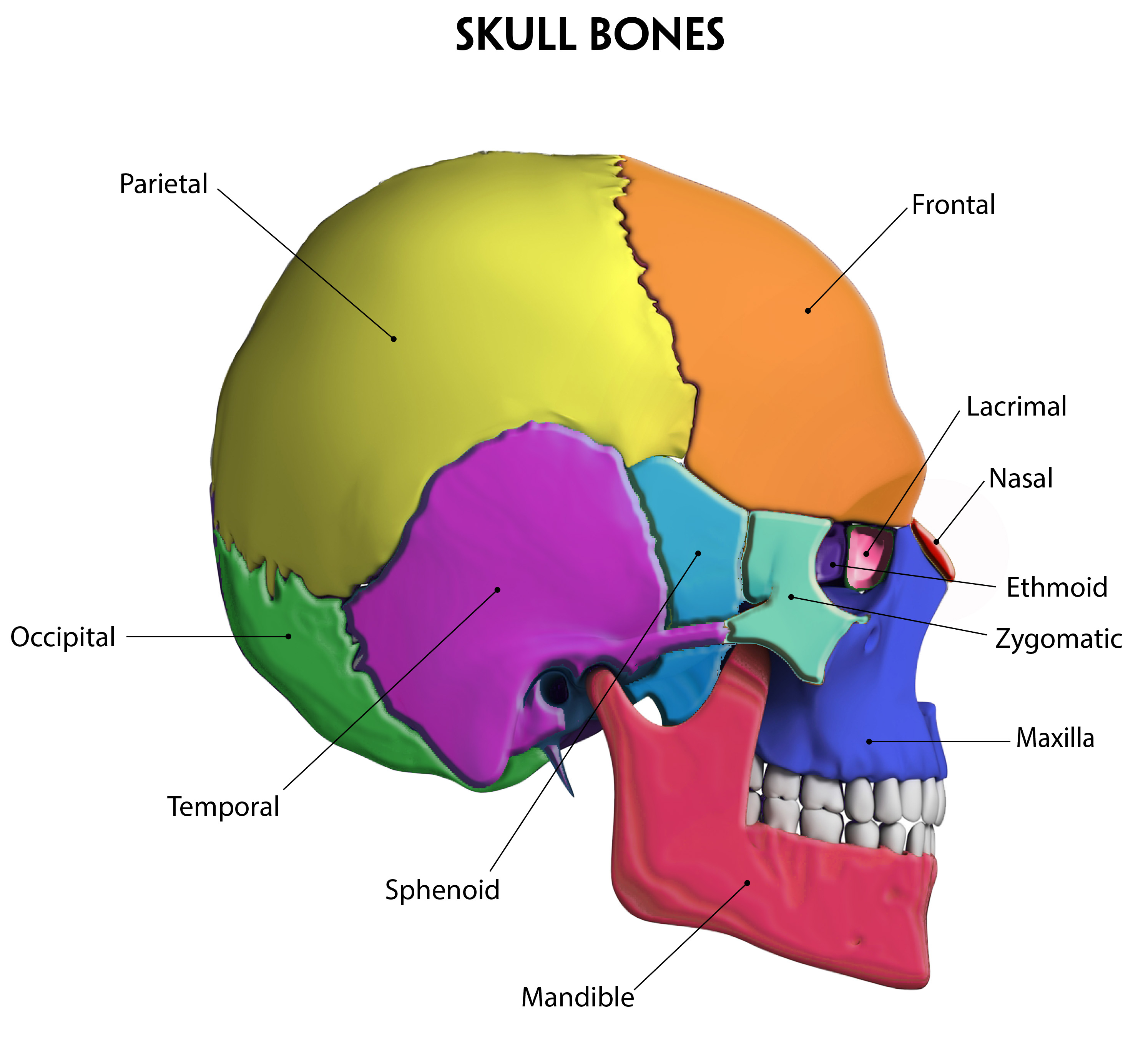 Skull Bones Diagram Benefits Of Foot Zoning The Cranial Bones