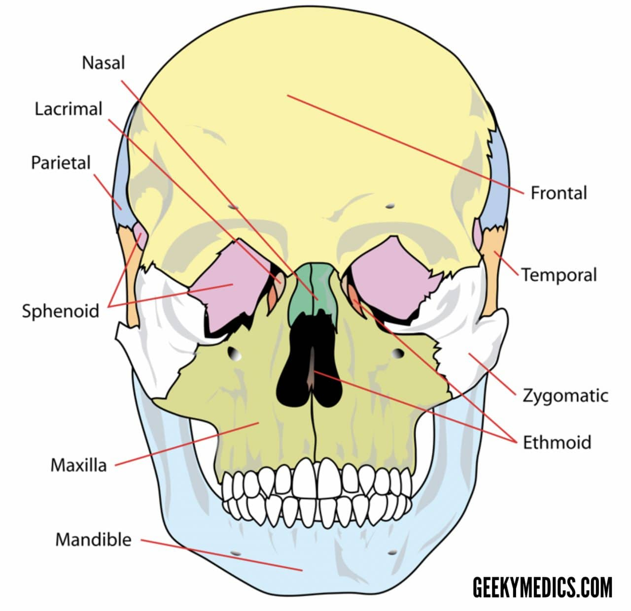 Skull Bones Diagram Bones Of The Skull Skull Osteology Anatomy Geeky Medics
