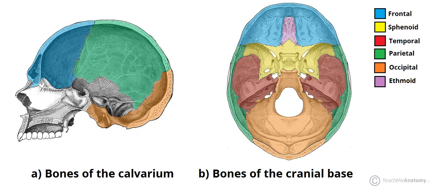 Skull Bones Diagram Bones Of The Skull Structure Fractures Teachmeanatomy