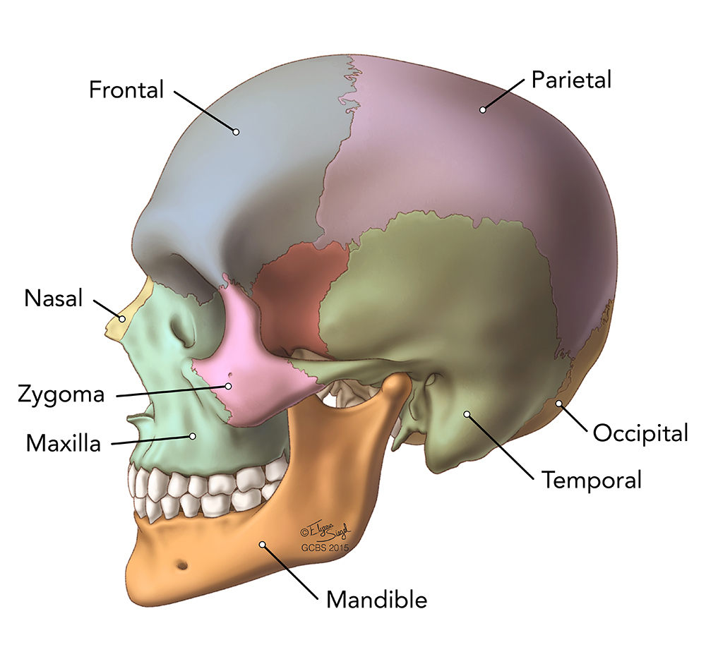Skull Bones Diagram Brain Anatomy Goodman Campbell Brain And Spine