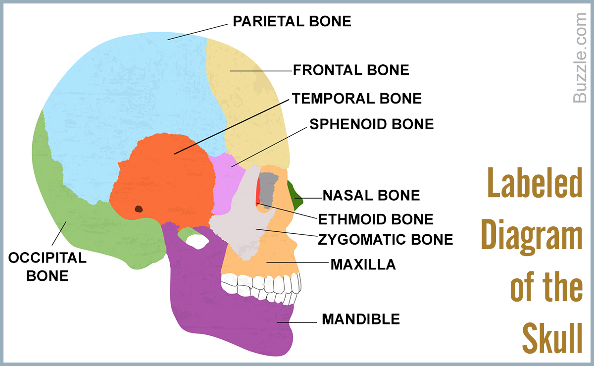 Skull Bones Diagram Cranium Bones Diagram Wiring Diagrams Home