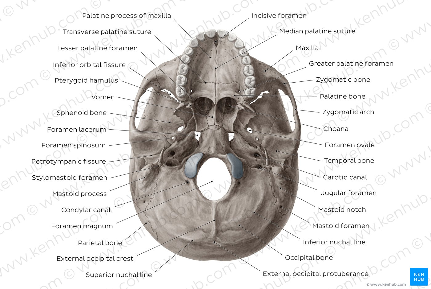 Skull Bones Diagram Diagram Pictures Inferior View Of Base Of The Skull Anatomy