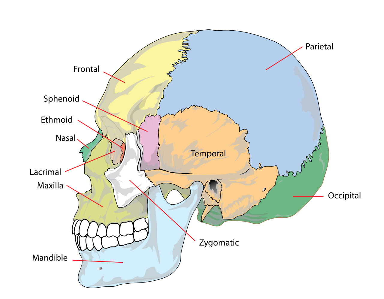 Skull Bones Diagram Filehuman Skull Side Simplified Bonessvg Wikipedia