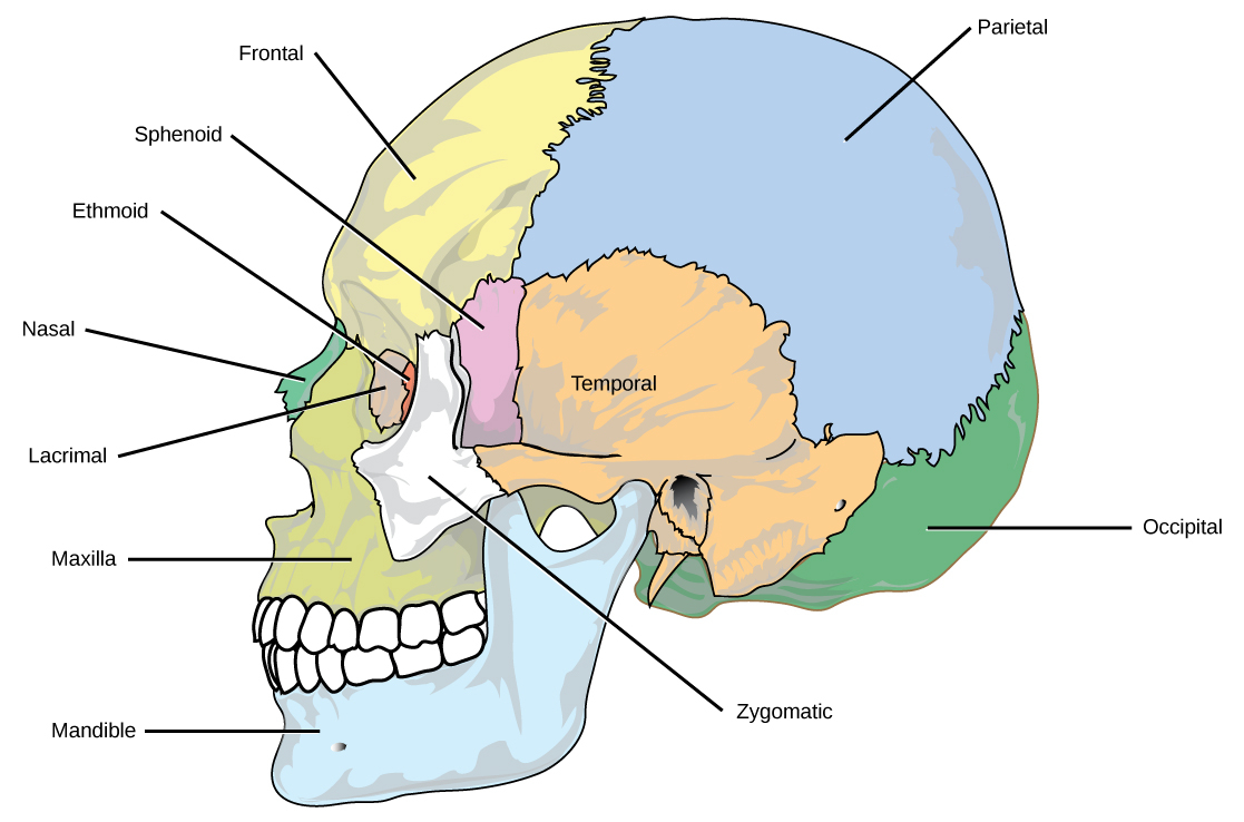 Skull Bones Diagram Human Axial Skeleton Biology For Majors Ii