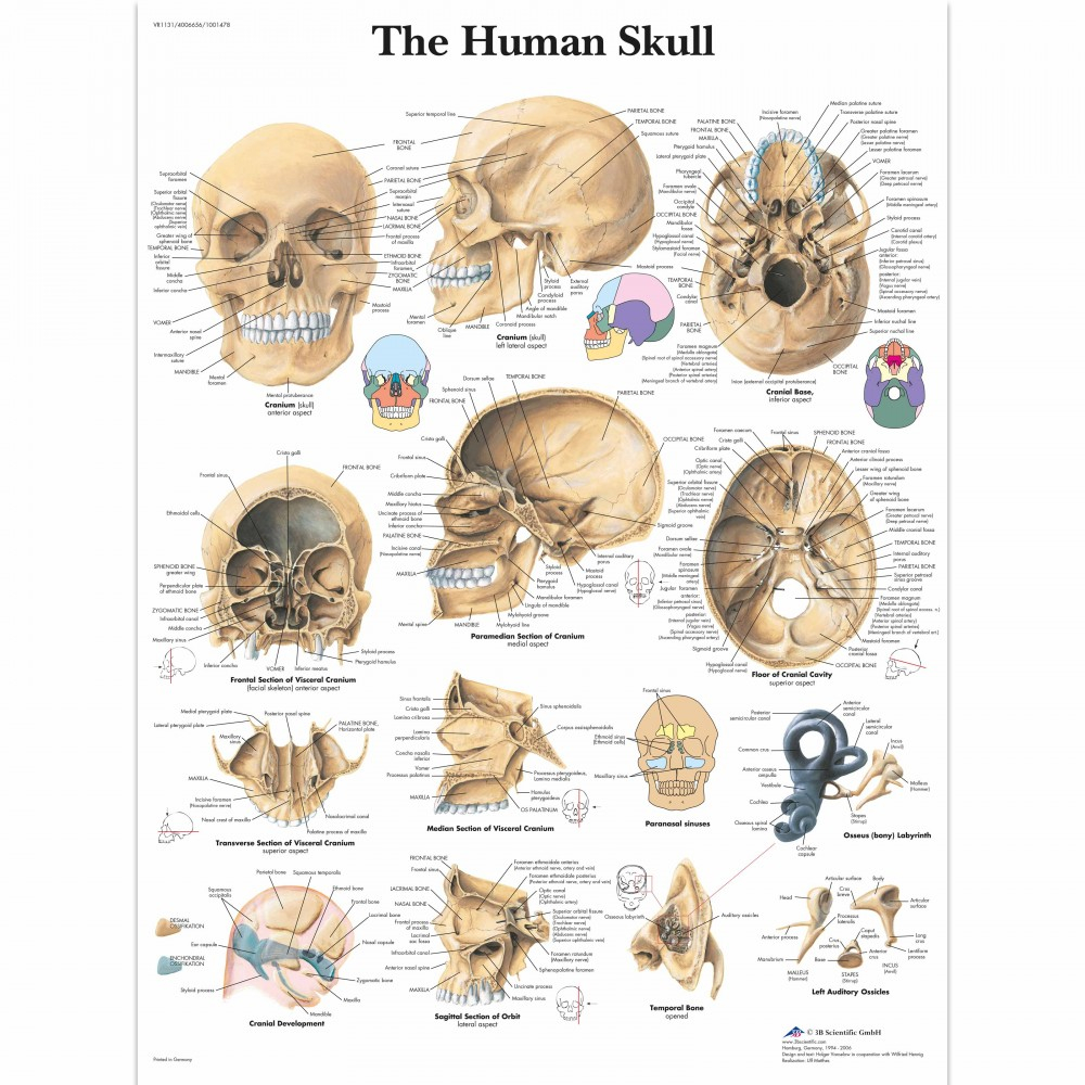 Skull Bones Diagram Human Skull Laminated Chart Poster