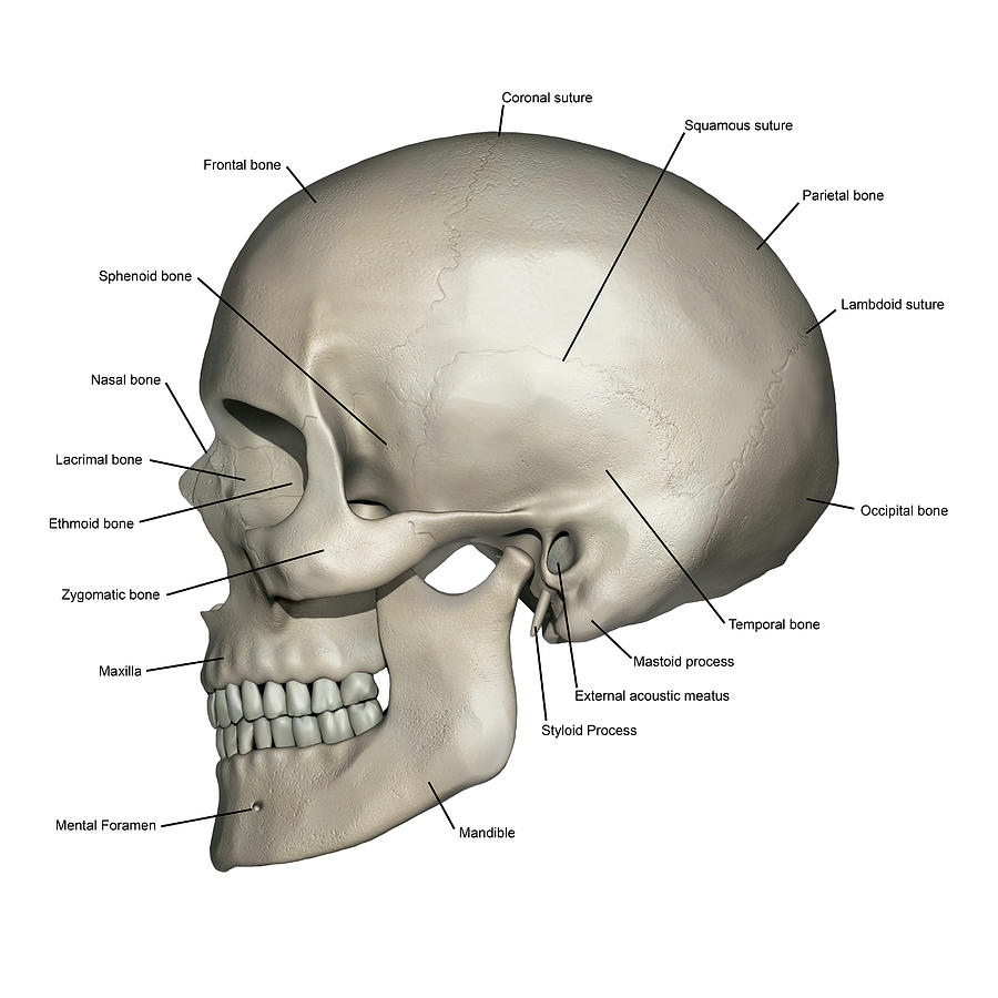 Skull Bones Diagram Lateral View Of Human Skull Anatomy Alayna Guza