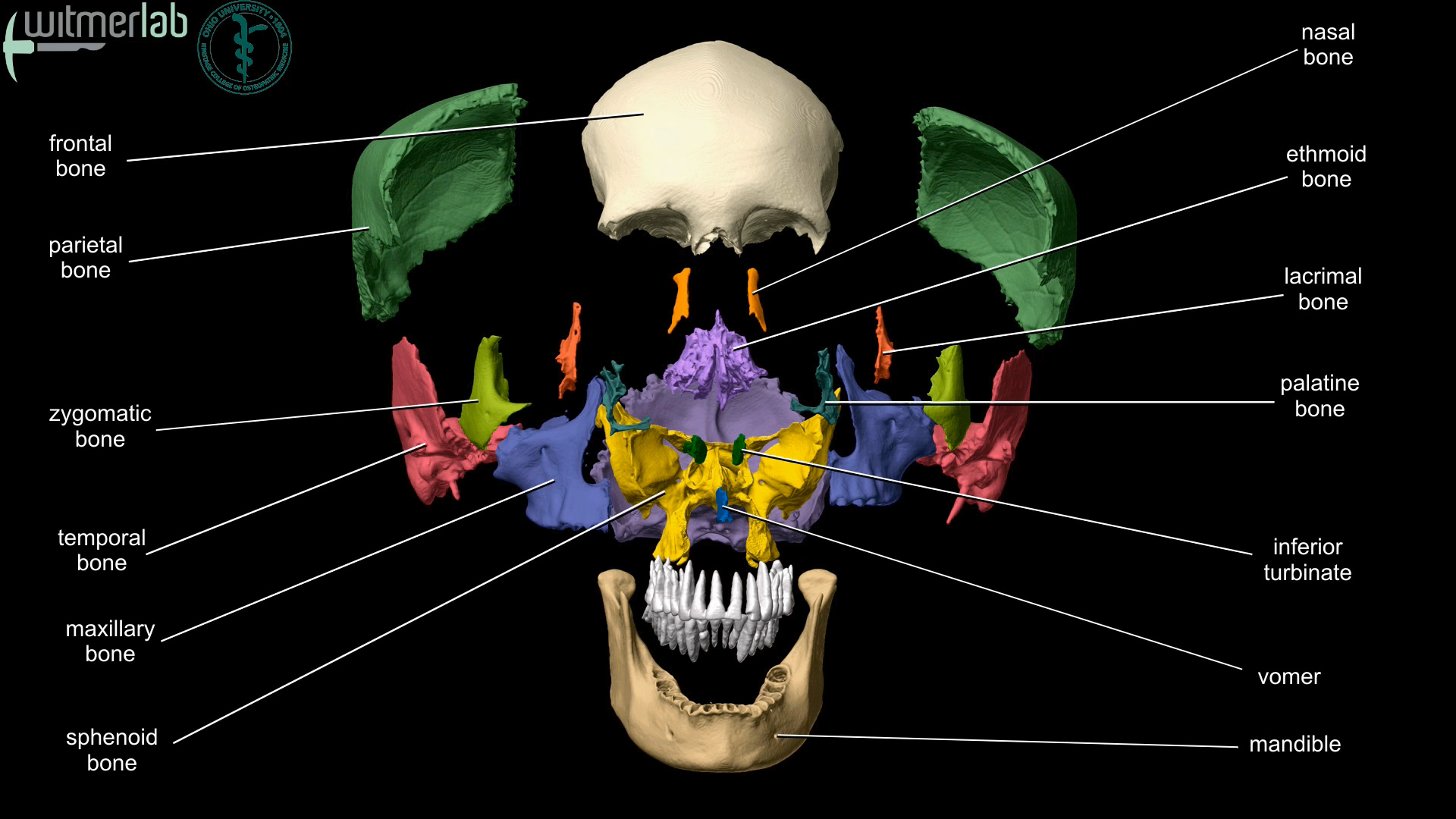 Skull Bones Diagram Ou Hcom 3d Interactive Human Anatomy