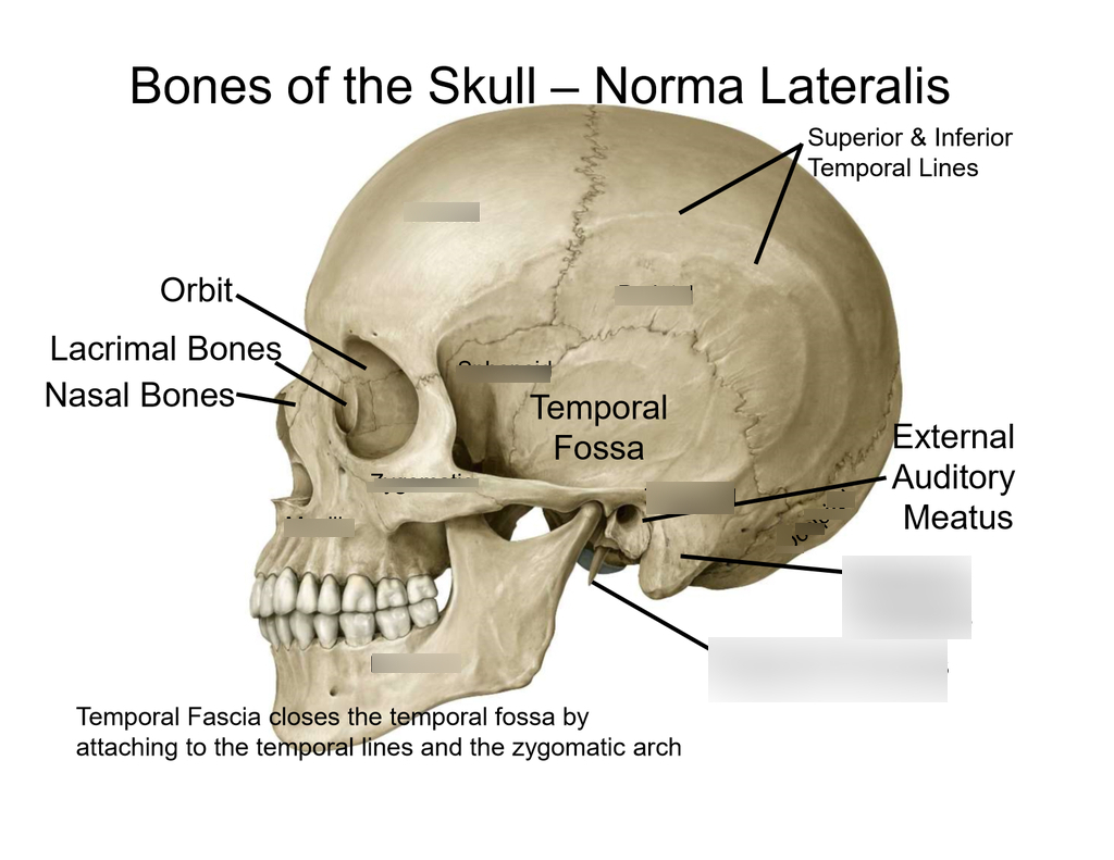 Skull Bones Diagram Skull Bones Diagram Quizlet