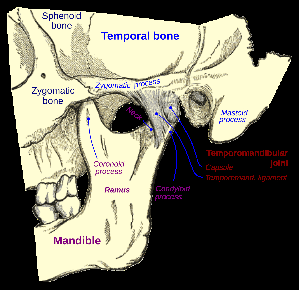 Skull Bones Diagram Skull Bones Diagram Temporomandibular Joint Wiring Diagram Content