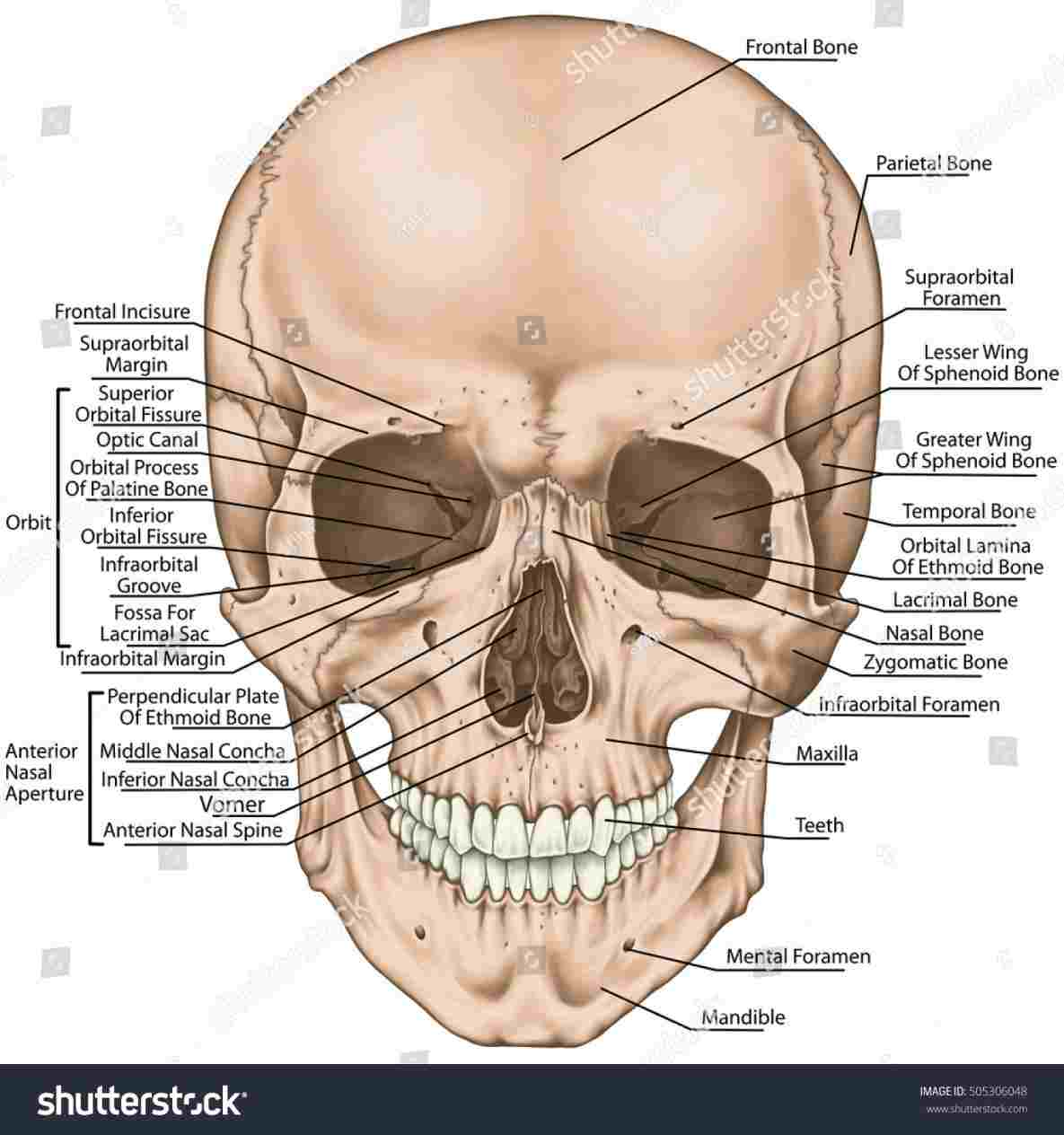 Skull Bones Diagram Skull Skeleton Diagram Wiring Library