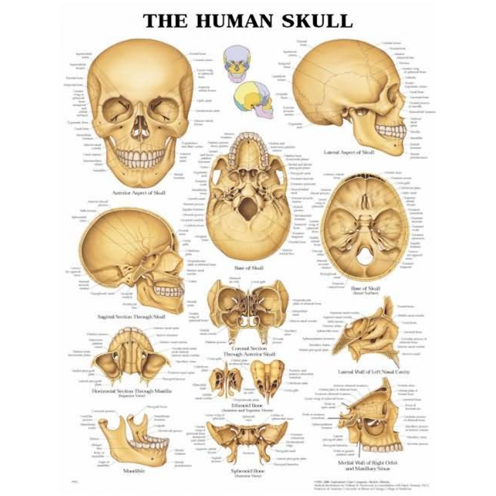 Skull Bones Diagram The Human Skull Anatomical Chart Poster Paper