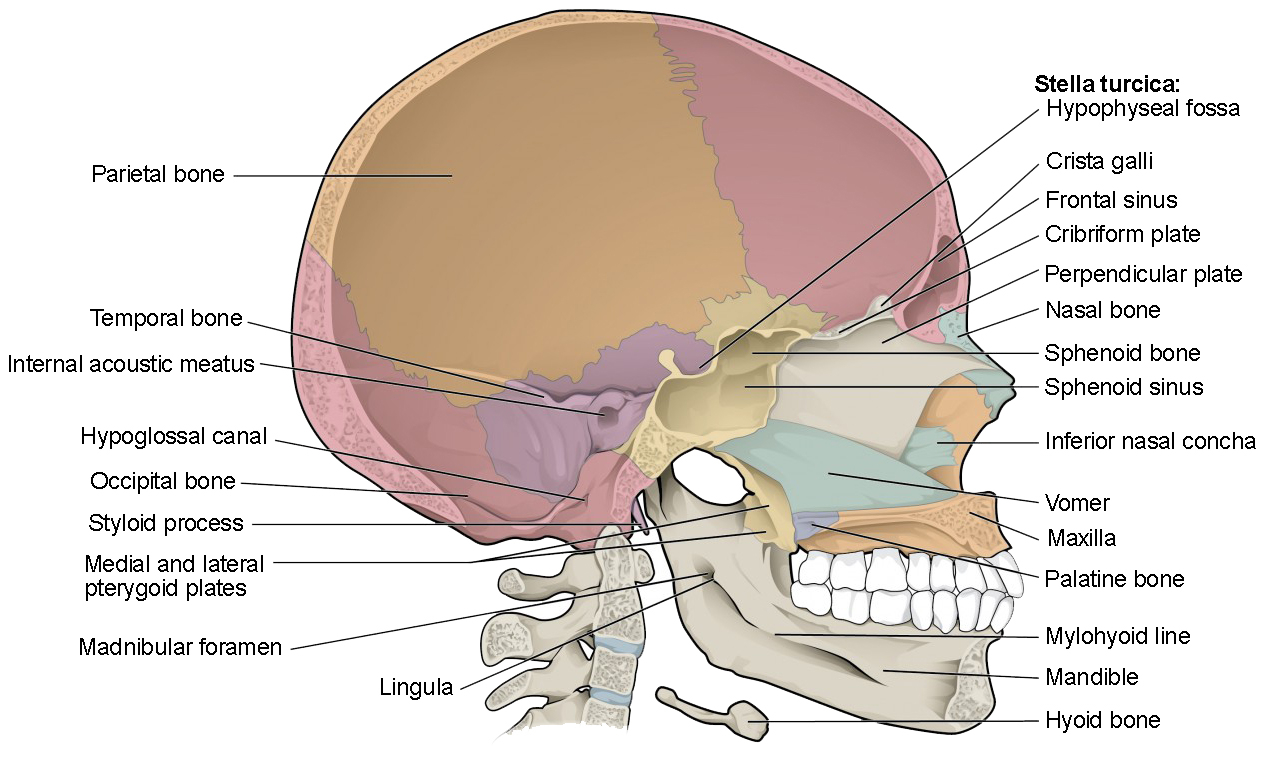 Skull Bones Diagram The Skull Anatomy And Physiology I