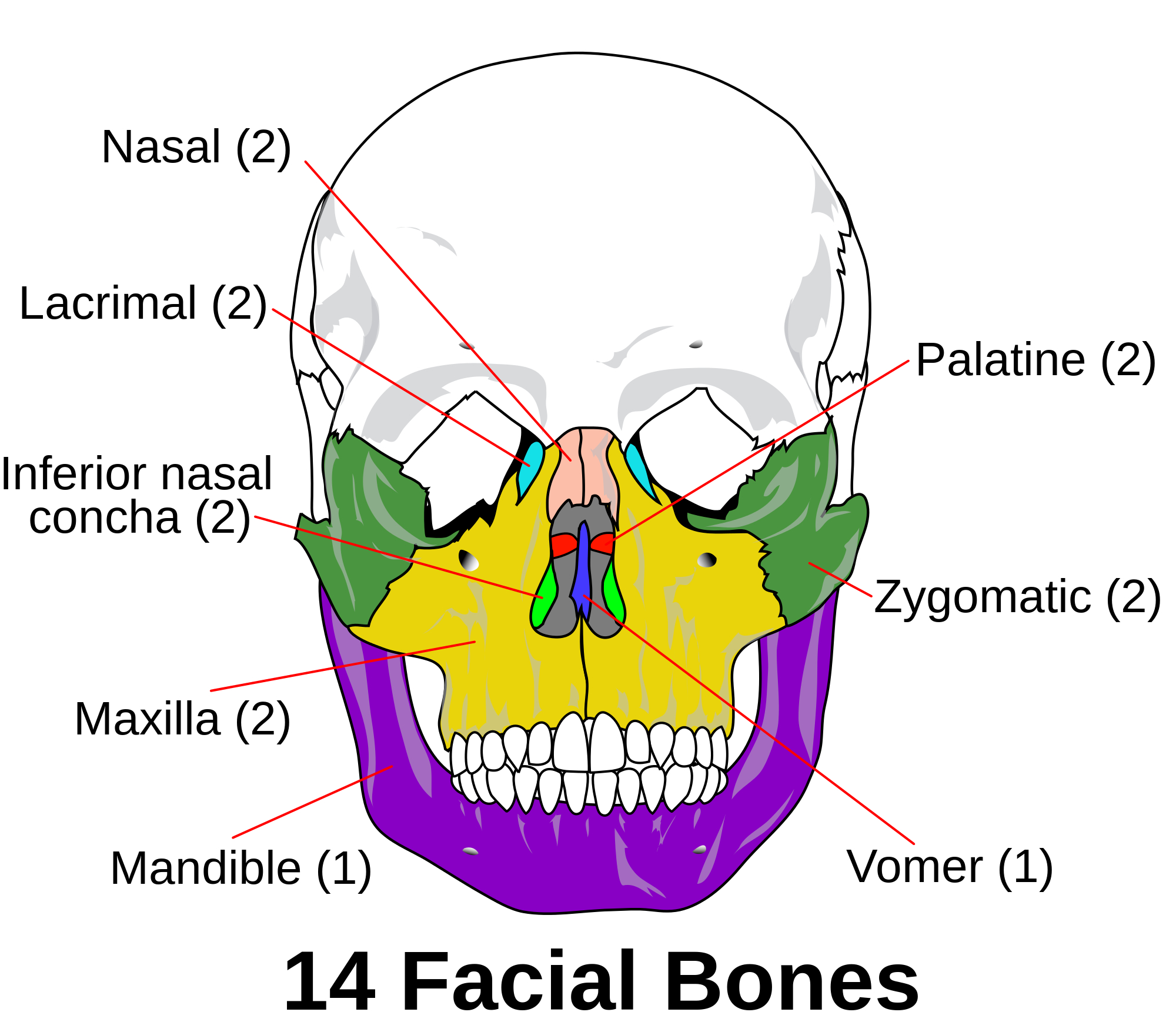 Skull Bones Diagram The Skull Boundless Anatomy And Physiology