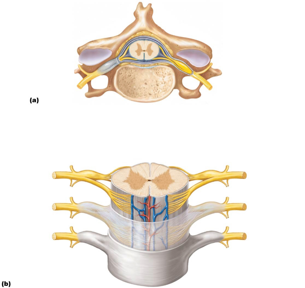 Spinal Cord Diagram Anatomy Of The Spinal Cord Diagram Quizlet