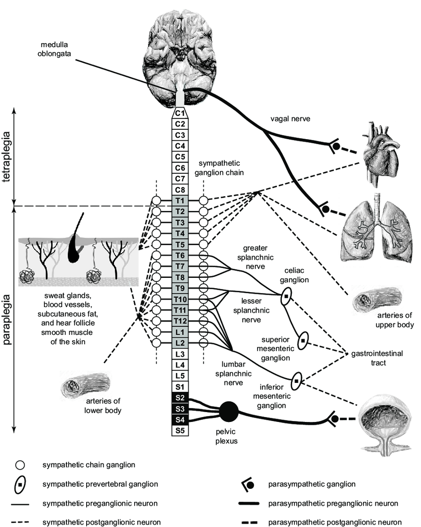 Spinal Cord Diagram Autonomic Nervous System And Spinal Cord Injury Schematic Diagram
