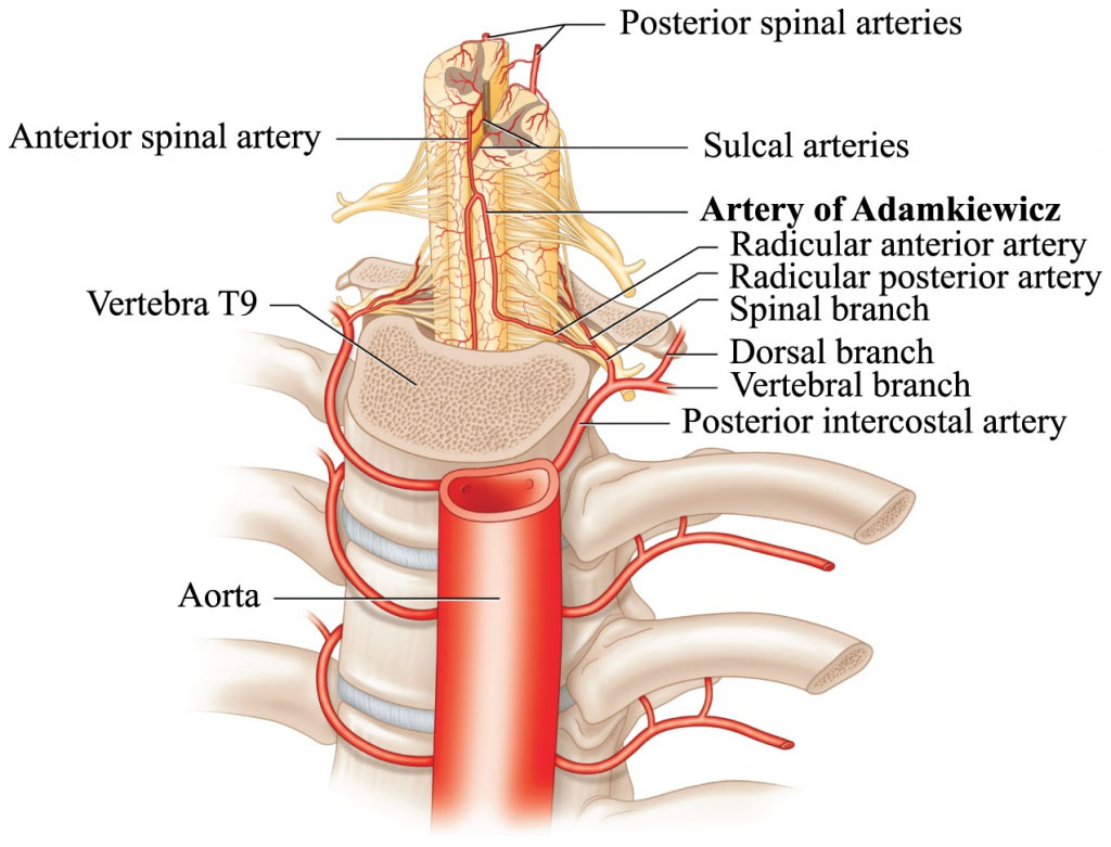 Spinal Cord Diagram Blood Supply To The Spinal Cord Anatomical Diagram