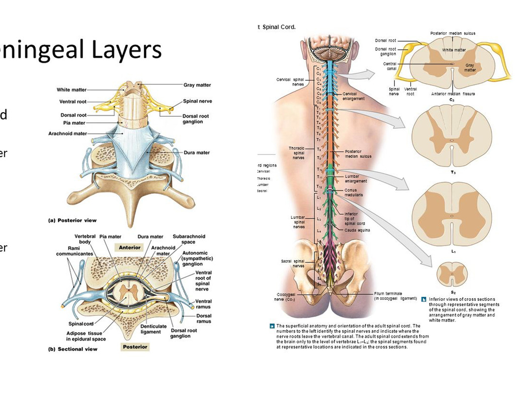 Spinal Cord Diagram Chapter 14 The Nervous System Spinal Cord And Spinal Nerves