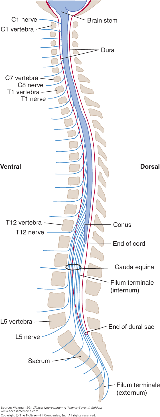 Spinal Cord Diagram Chapter 6 The Vertebral Column And Other Structures Surrounding The