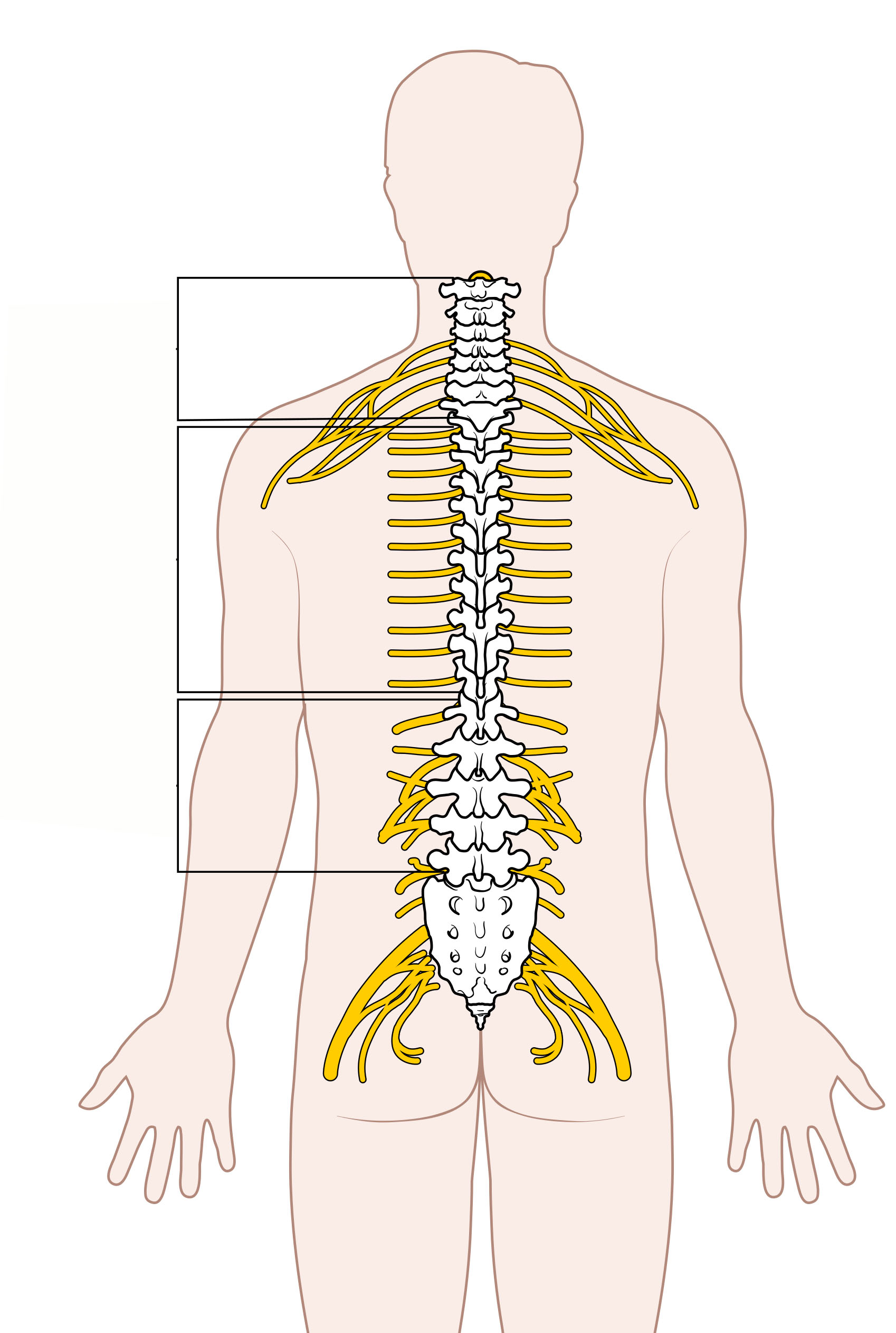 Spinal Cord Diagram Filediagram Of The Spinal Cord Unlabeled Wikimedia Commons