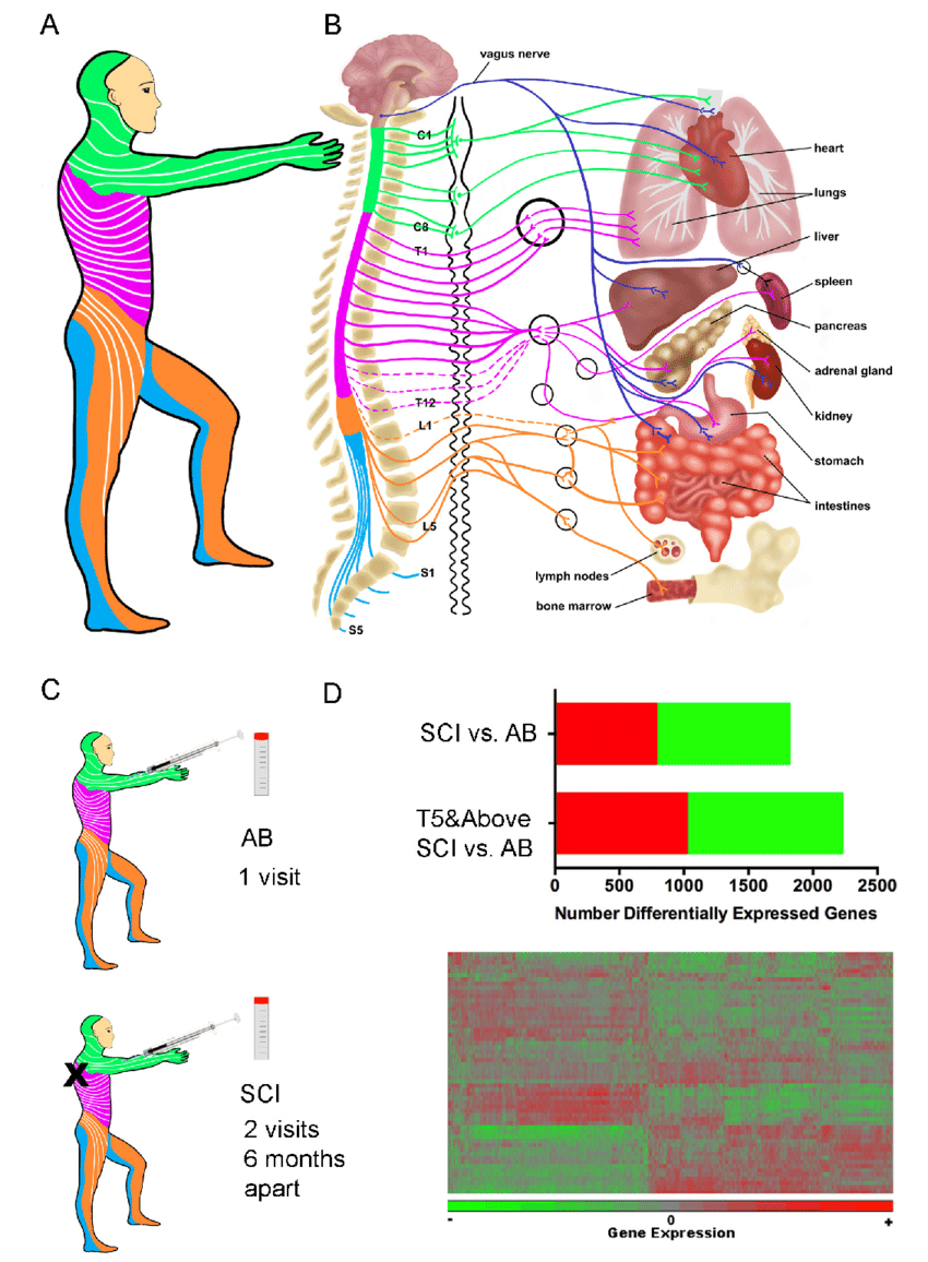 Spinal Cord Diagram Neuroimmune Interactions Relevant To Spinal Cord Injury Sci A