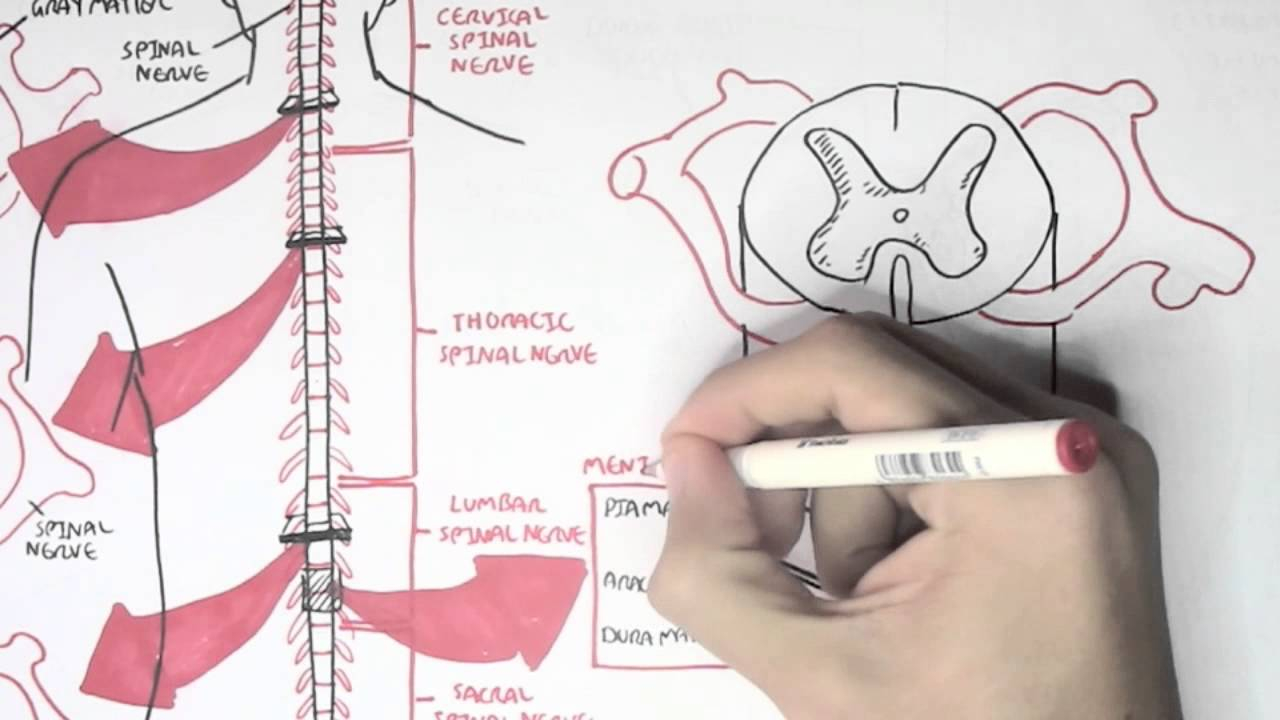 Spinal Cord Diagram Neurology Spinal Cord Introduction