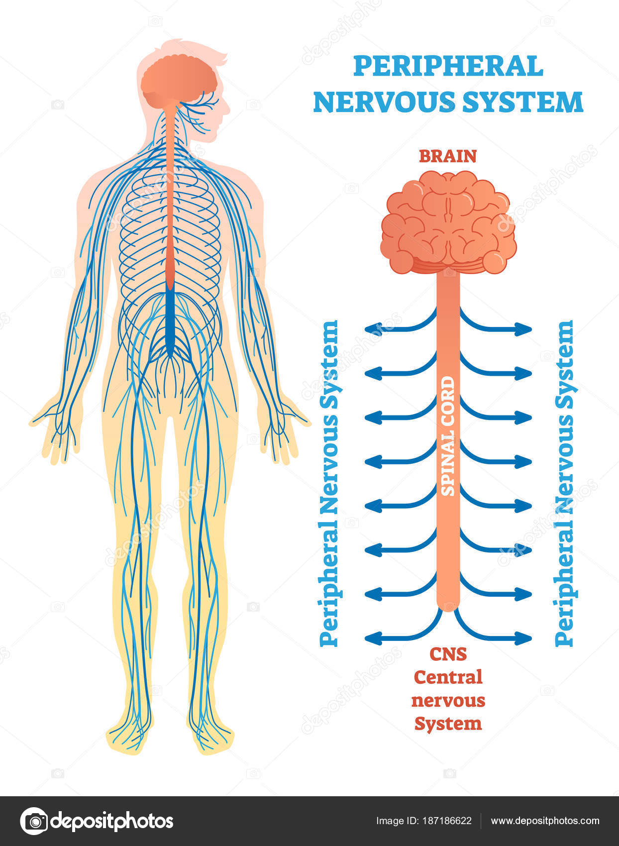 Spinal Cord Diagram Peripheral Nervous System Medical Vector Illustration Diagram With
