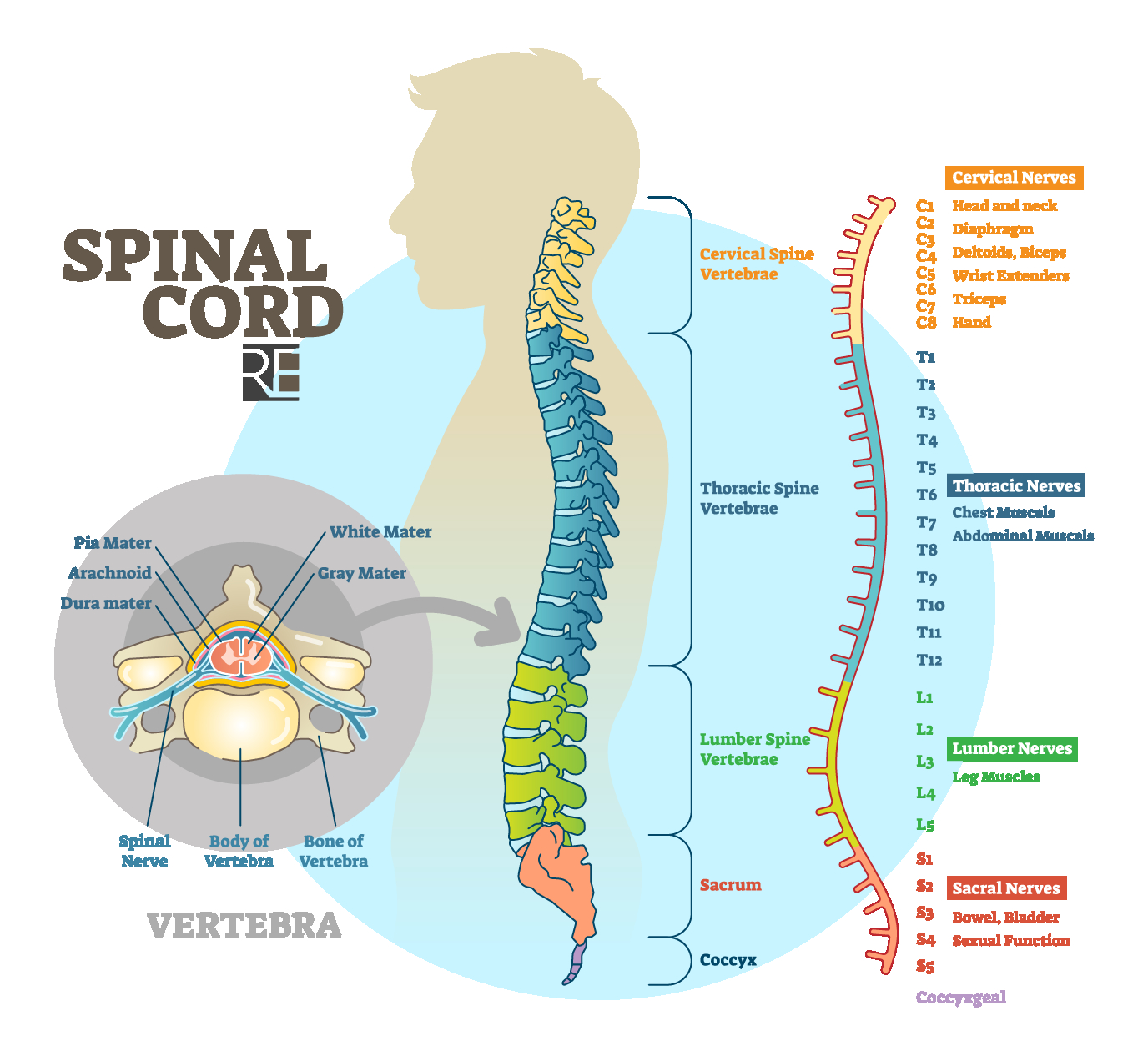 Spinal Cord Diagram Raynes Erickson Spinal Cord Diagram Raynes Erickson Attorneys At Law