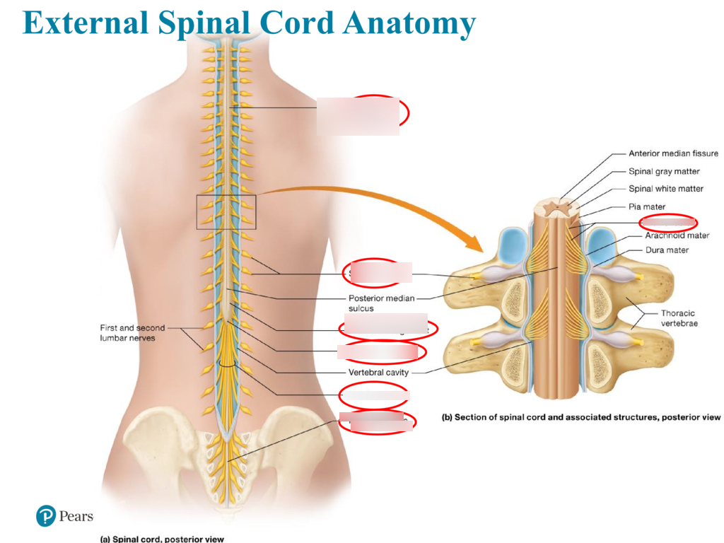 Spinal Cord Diagram Spinal Cord Anatomy Diagram Quizlet