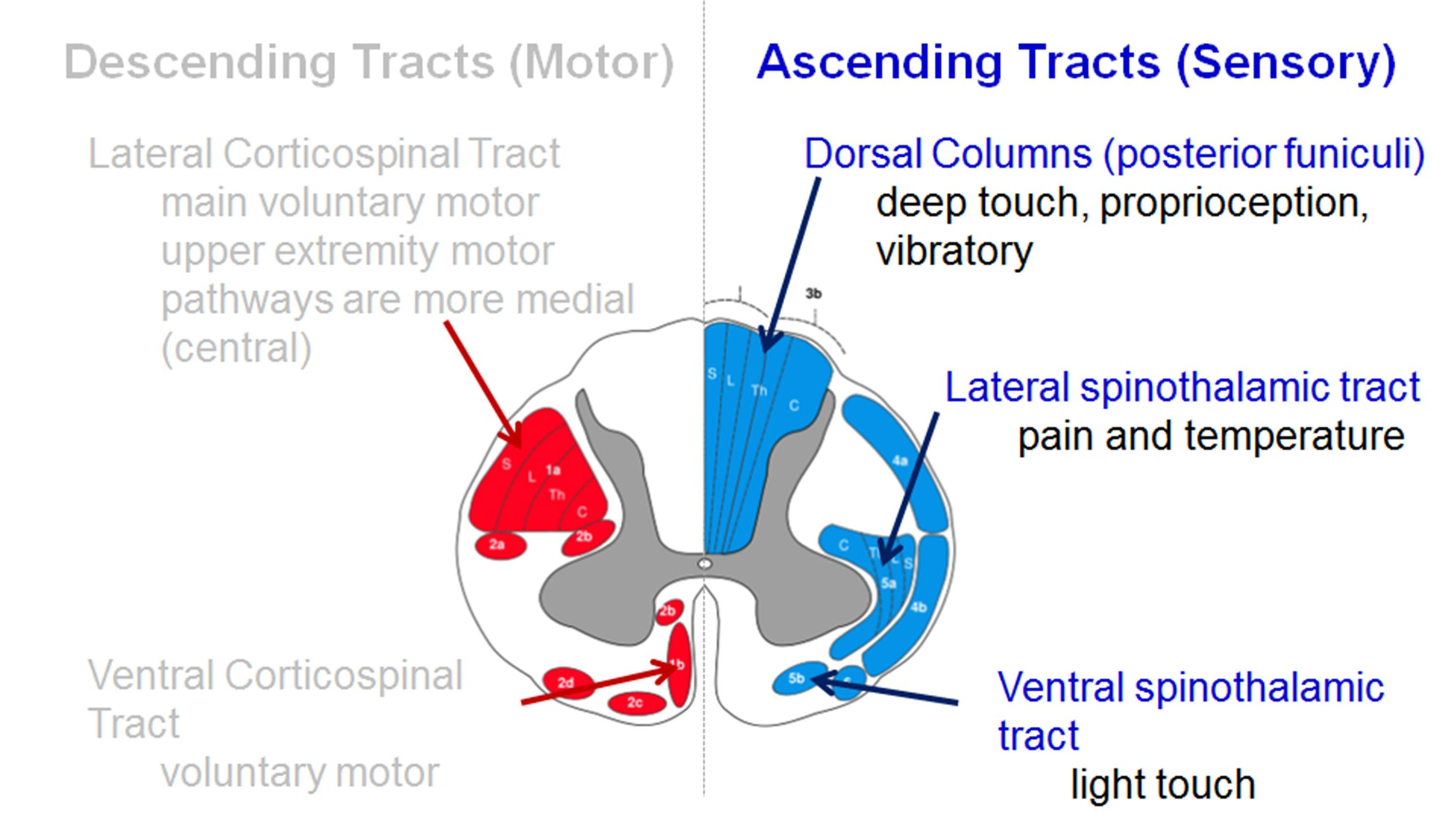 Spinal Cord Diagram Spinal Cord Anatomy Spine Orthobullets