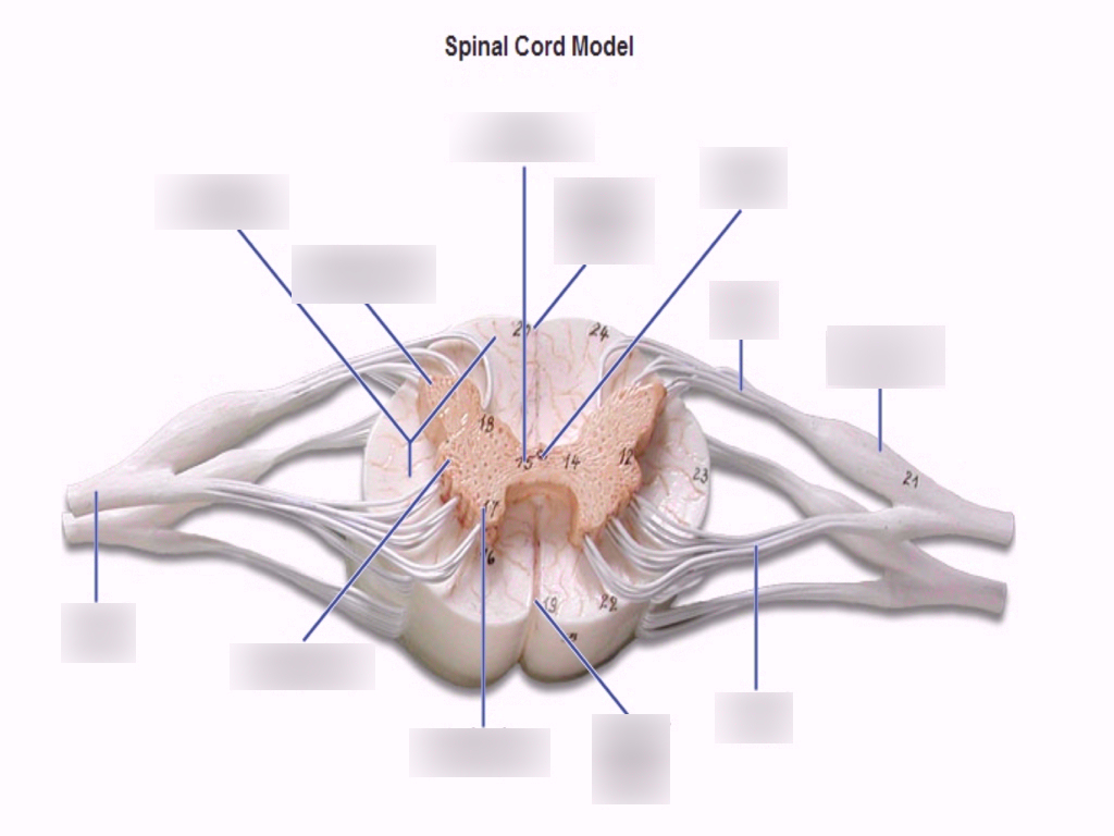 Spinal Cord Diagram Spinal Cord Diagram Diagram Quizlet