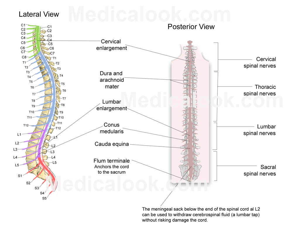 Spinal Cord Diagram Spinal Cord Human Anatomy Organs