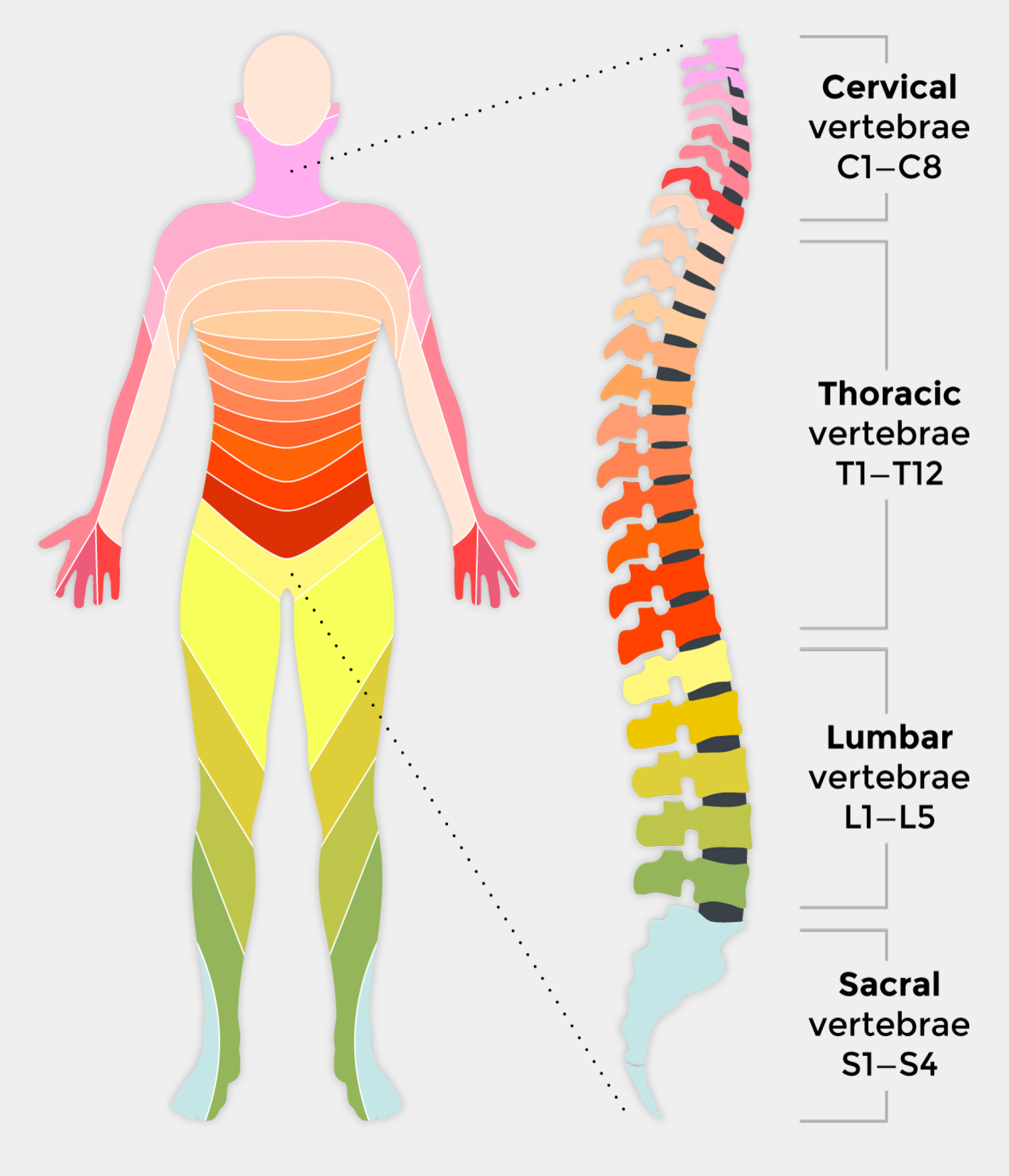 Spinal Cord Diagram Spinal Cord Injury And How It Affects People Back Up