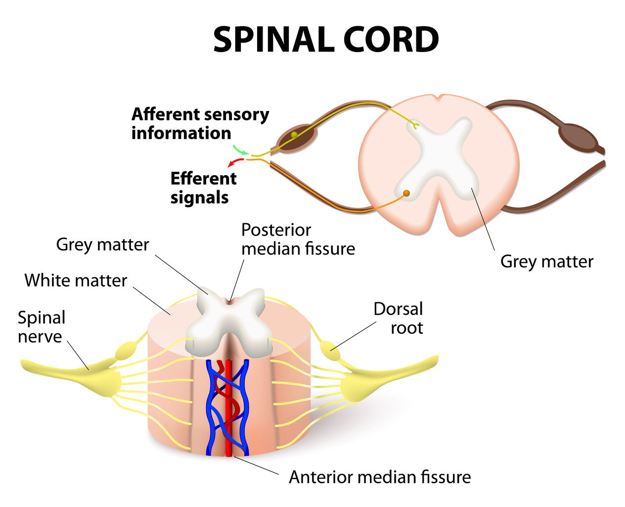 Spinal Cord Diagram Spinal Cord Injury Classification And Syndromes
