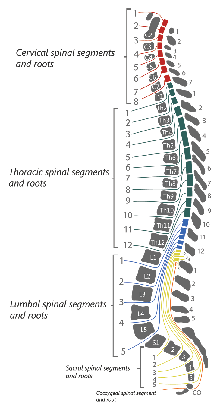 Spinal Cord Diagram Spinal Cord Injury Levels Classification