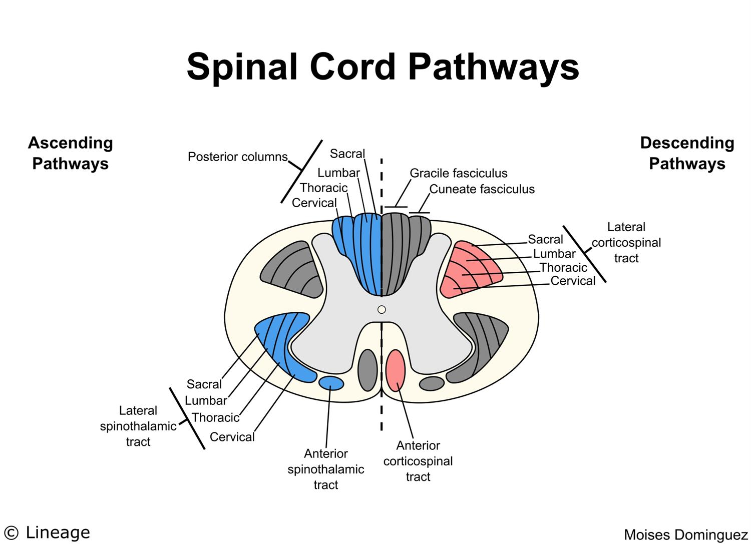 Spinal Cord Diagram Spinal Cord Lesions Neurology Medbullets Step 23