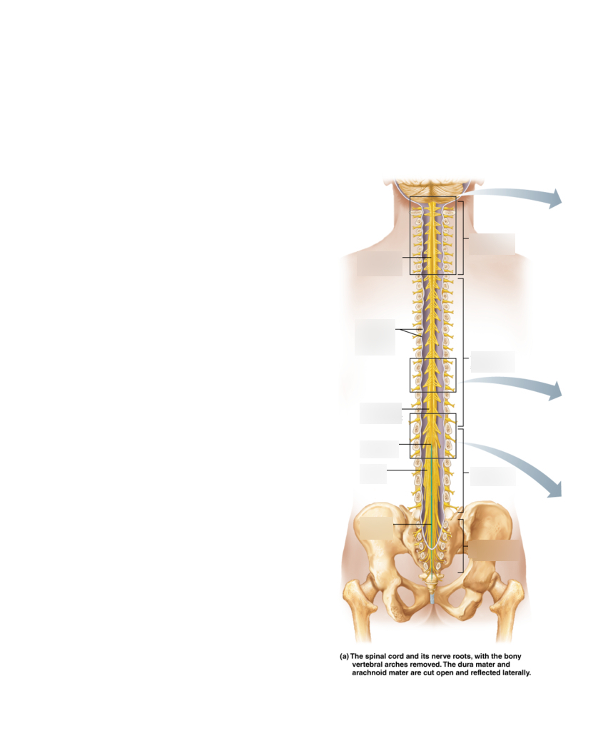 Spinal Cord Diagram Structure Of Spinal Cord Diagram Quizlet