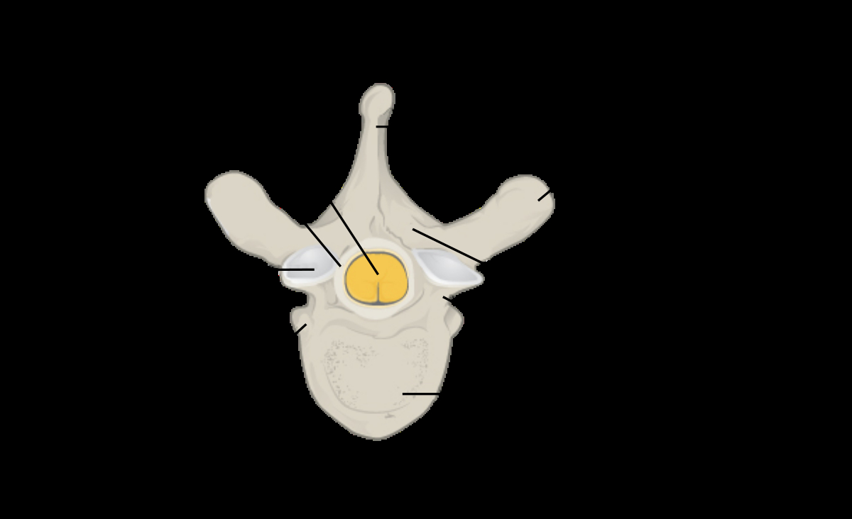 Spinal Cord Diagram Vertebra Wikipedia