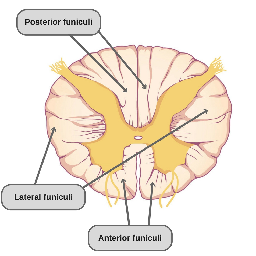 Spinal Cord Diagram What Is The Spinal Cord What Is Its Anatomy And Function