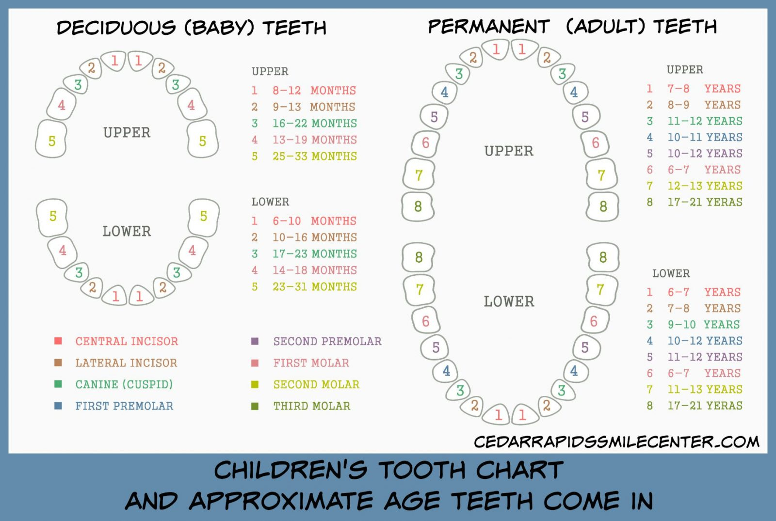Teeth Diagram Numbers 17 Correct Dental Chart With Teeth Numbers