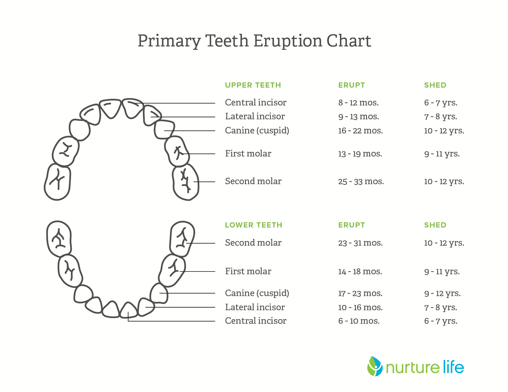 Teeth Diagram Numbers 6 Year Molars Losing Ba Teeth What To Expect Nurture Life