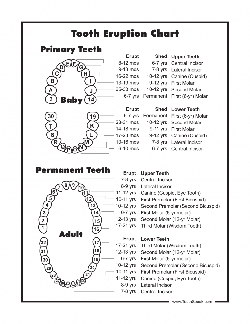Teeth Diagram Numbers 68 Explicit Upper Teeth Diagram