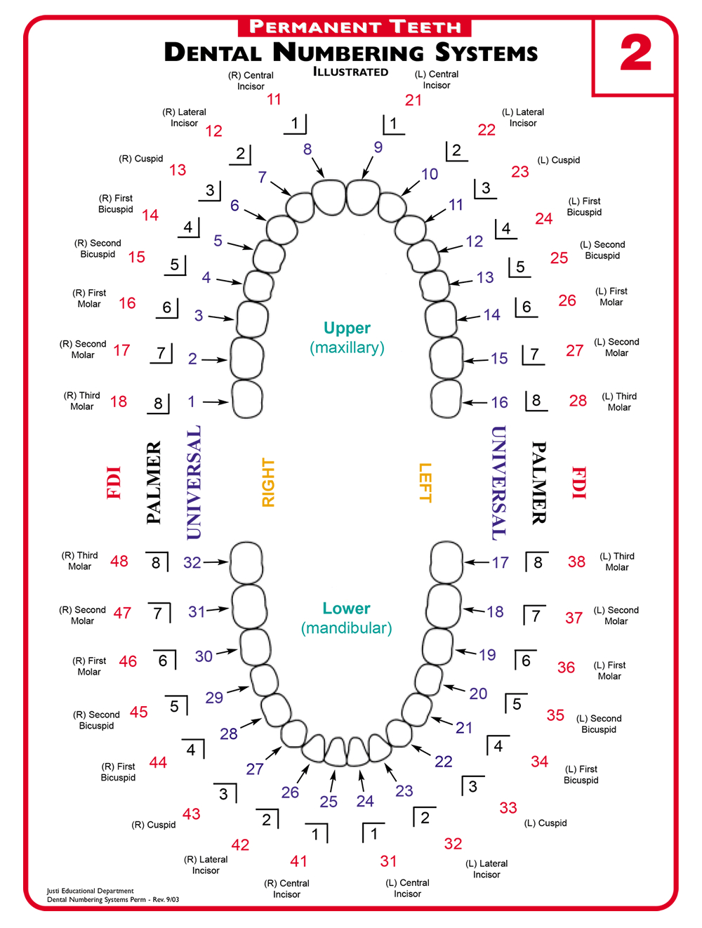 Teeth Diagram Numbers A Guide To Understanding Dental Lingo From 123dentist