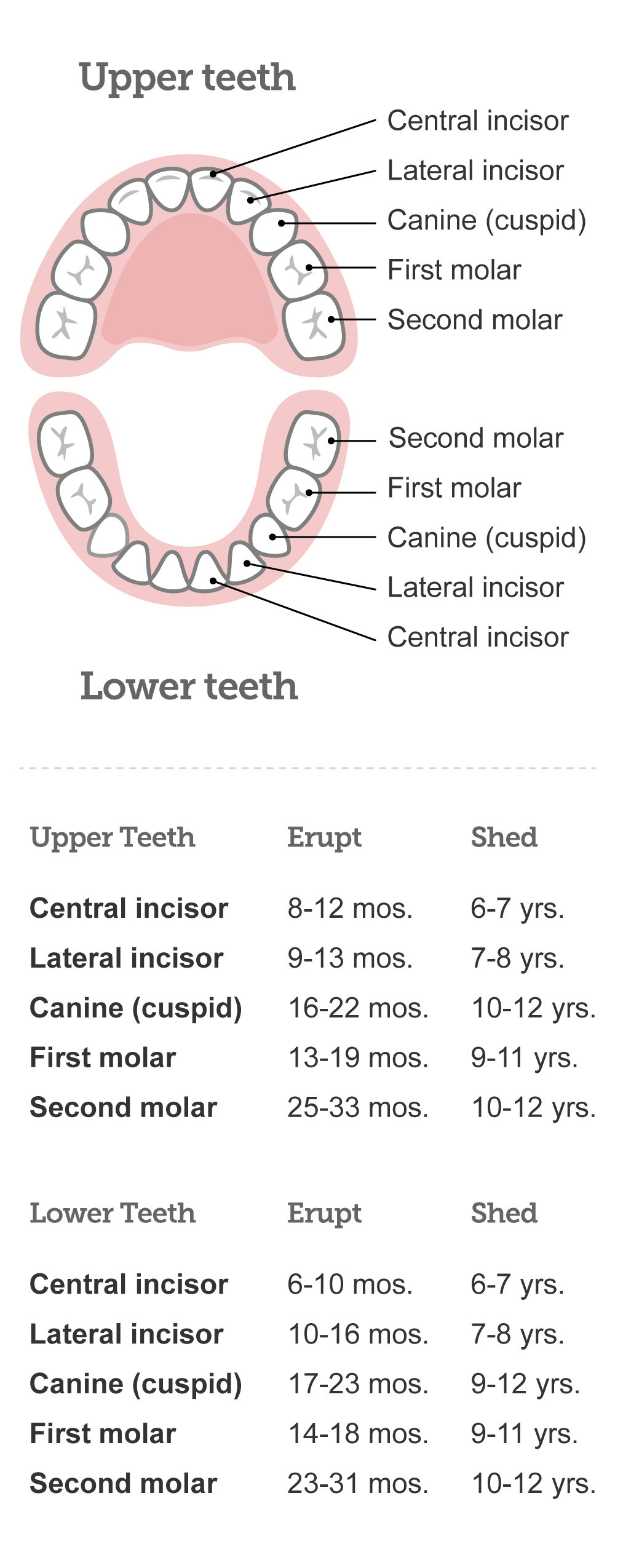 Teeth Diagram Numbers Diagram Of Mouth Right Behind Rear Molar Wiring Diagram Post