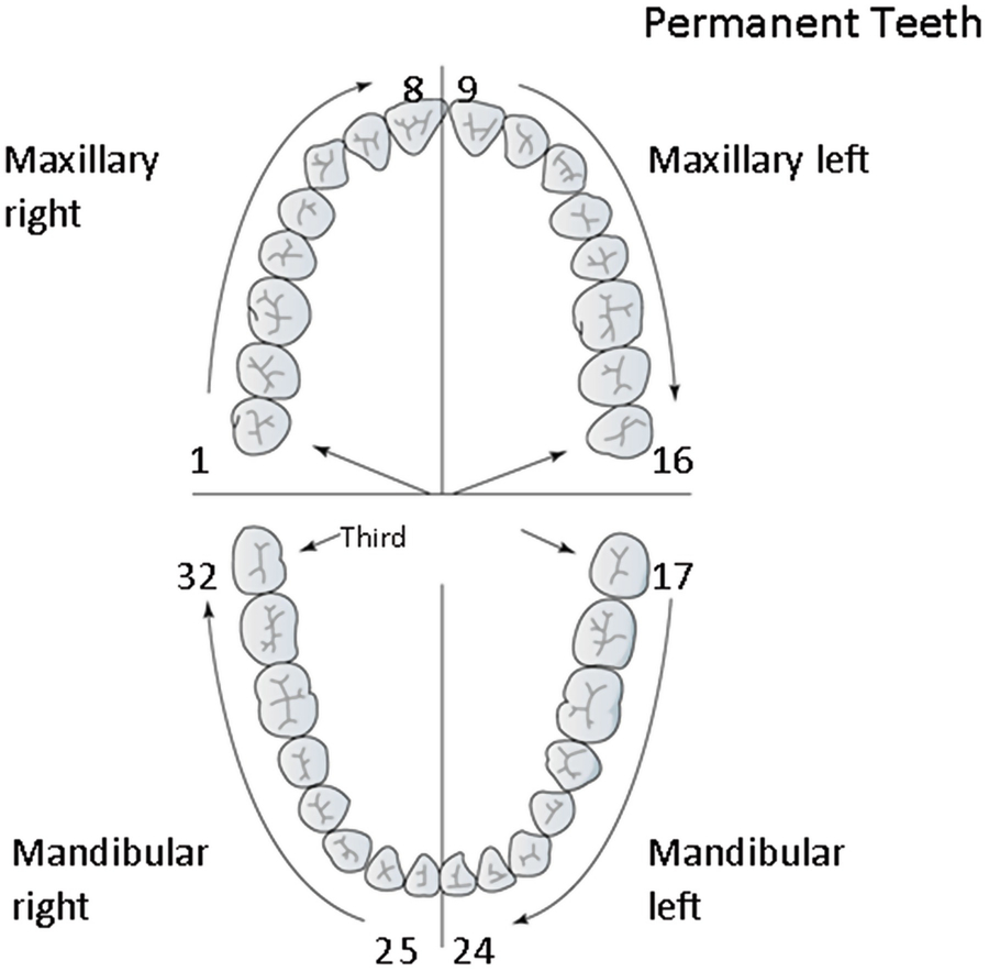 Teeth Diagram Numbers Domain Study And Literature Review Springerlink