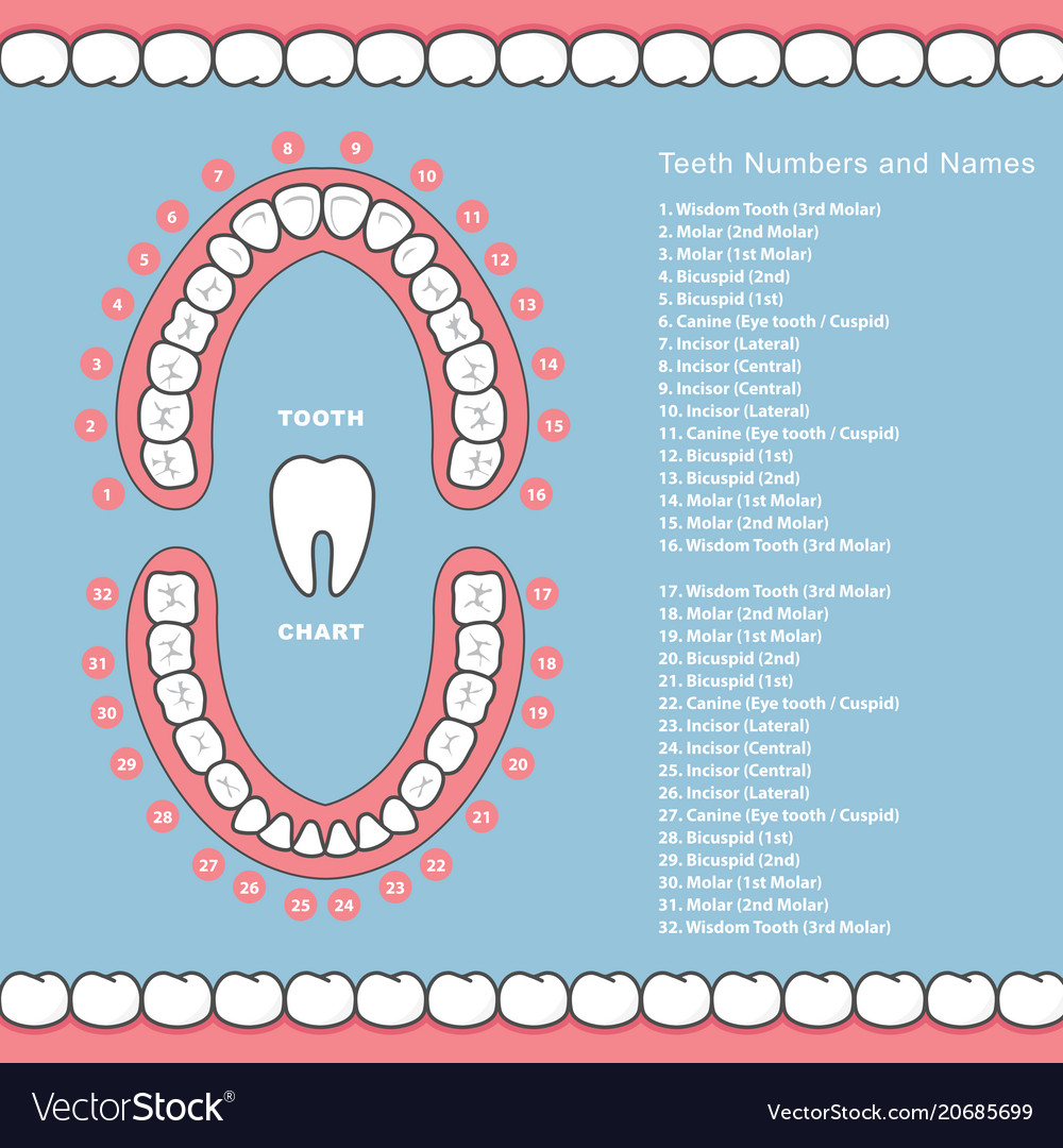 Teeth Diagram Numbers Teeth Diagram Numbers Names Wiring Diagram Bookmark